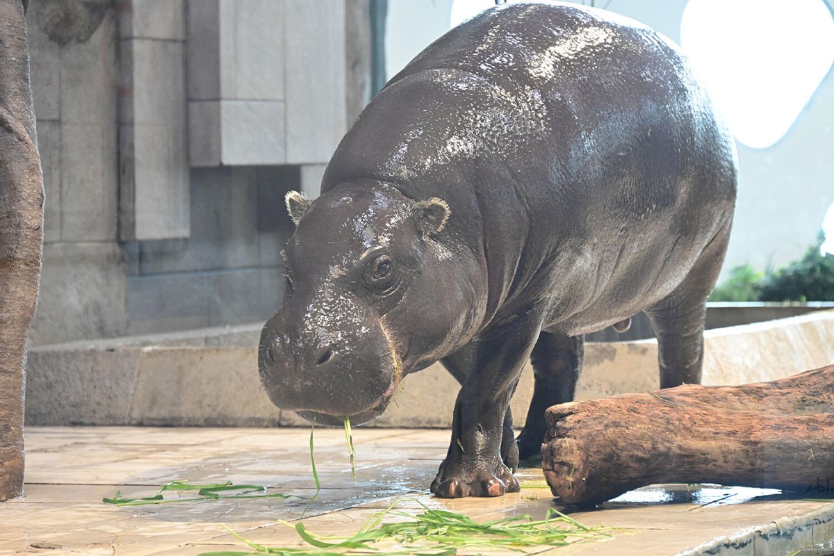 草を食べるミニカバ