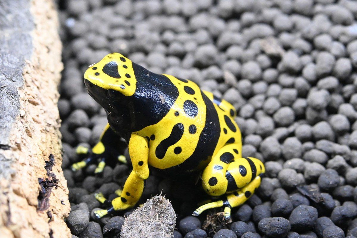 黄色と黒の模様のキオビヤドクガエル