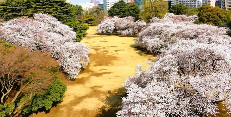 広い芝生の両側に満開の桜が続く春の風景式庭園