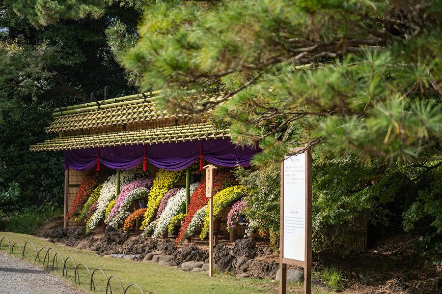 屋根のある花壇に色とりどりの菊が並ぶ菊花壇