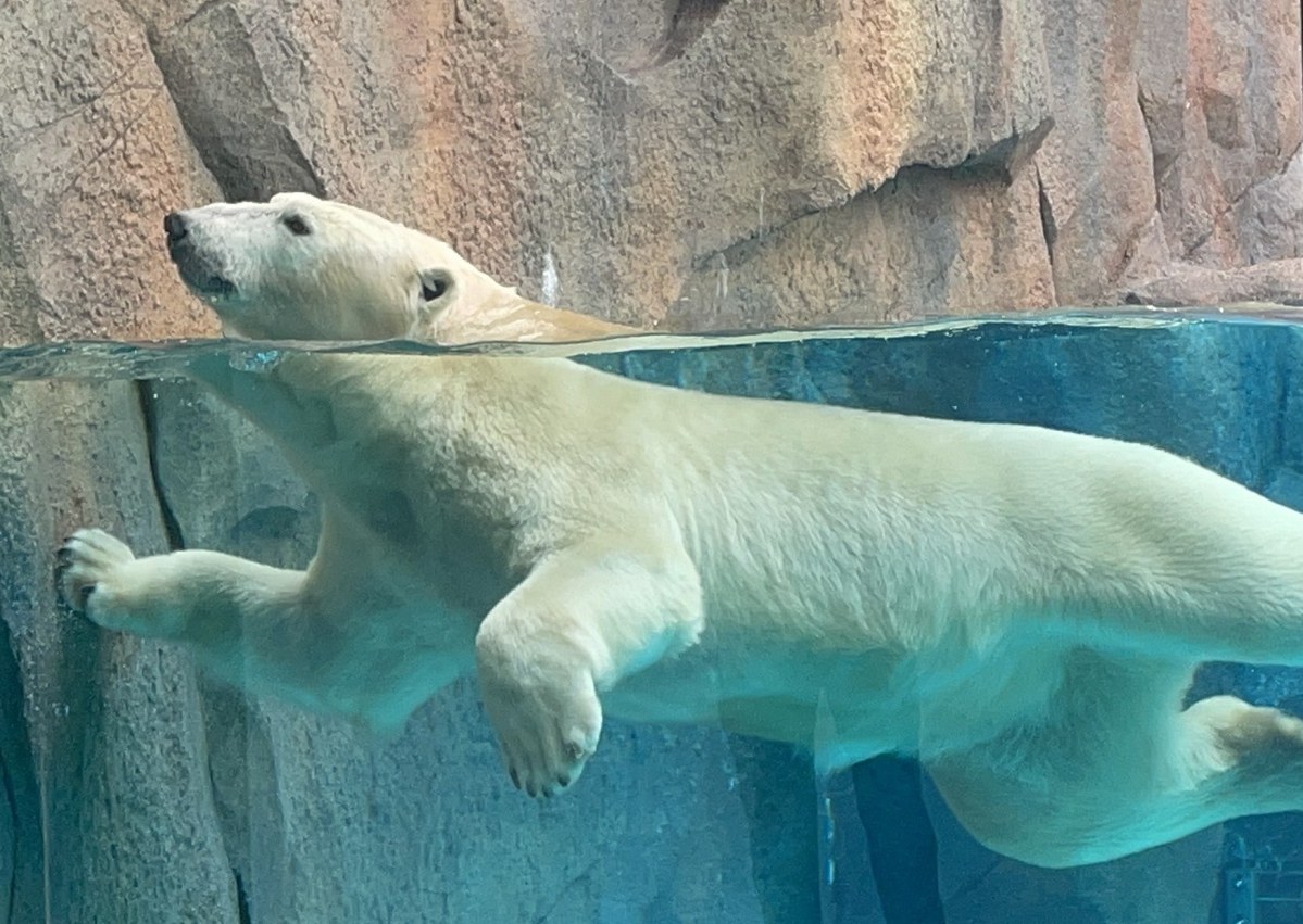 ガラス越しに水中を泳ぐホッキョクグマ