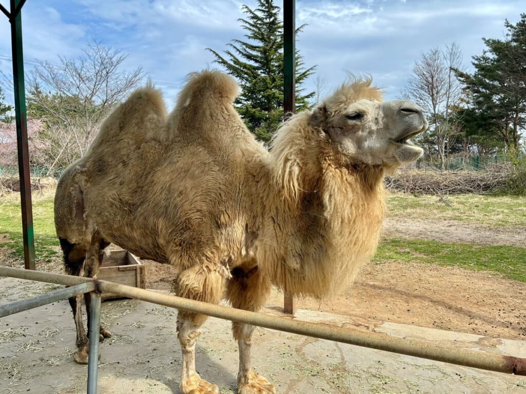柵の前に立つフタコブラクダのカリン