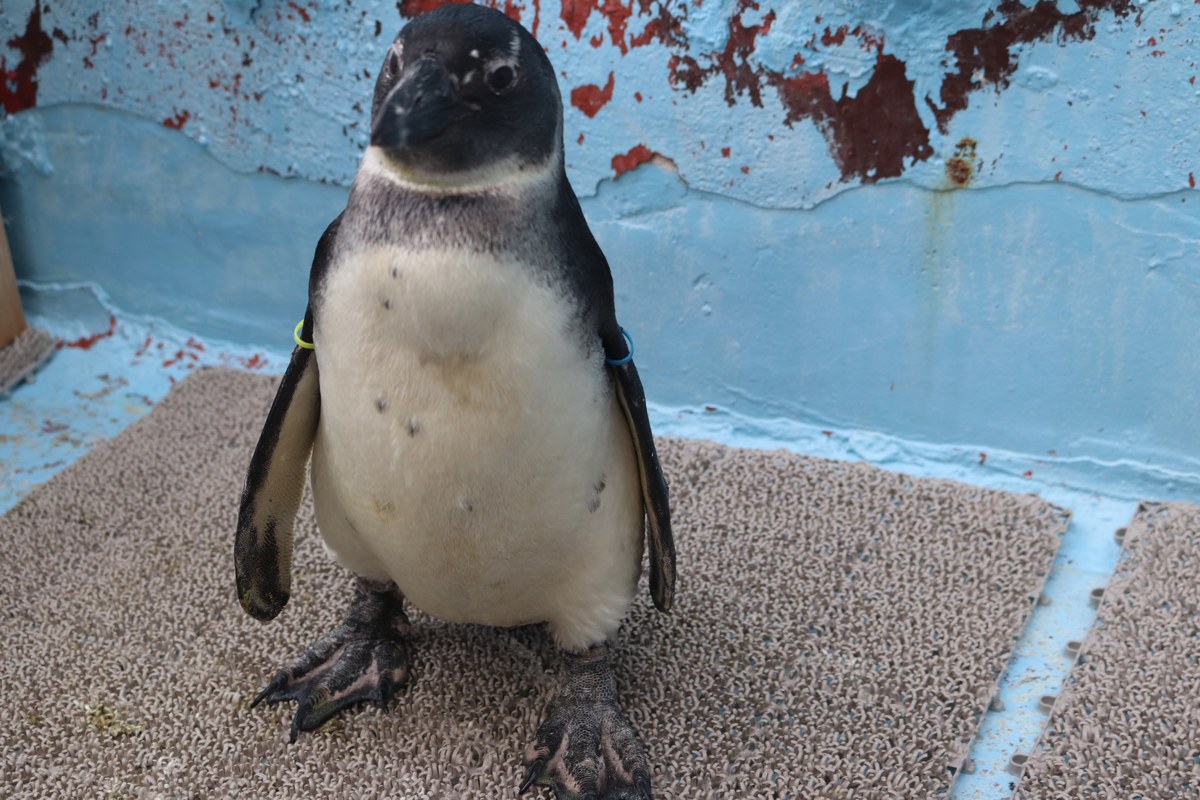 こちらを向いて立つケープペンギン