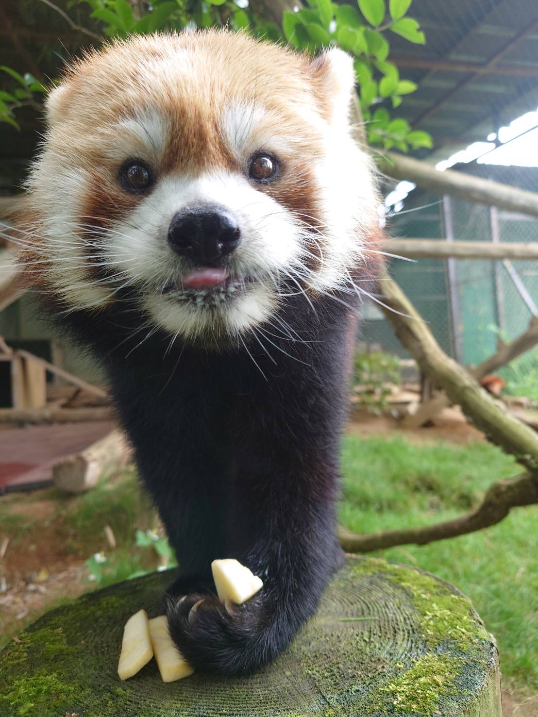 切り株の上でリンゴを持つレッサーパンダ
